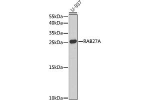 Western blot analysis of extracts of U-937 cells, using RA antibody (ABIN3015732, ABIN3015733, ABIN3015734, ABIN1682427 and ABIN1682428) at 1:1000 dilution. (RAB27A anticorps  (AA 1-221))