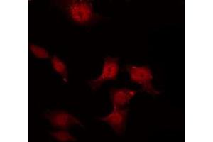 ABIN6267458 staining K562 by IF/ICC.