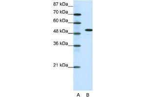 WB Suggested Anti-SPIB Antibody Titration: 0.