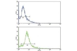 Flow cytometric analysis of HeLa cells using SKP2 antibody (green) compared to a negative control (blue).