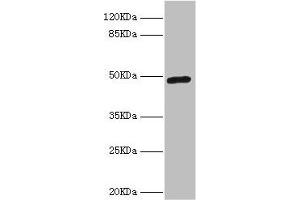 Western blot All lanes: LILRB4 antibody at 4.