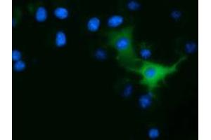 Immunofluorescence (IF) image for anti-Ornithine Decarboxylase 1 (ODC1) antibody (ABIN1499910)