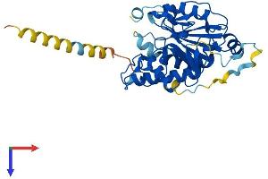 AlphaFold protein structure predicition of Mouse Recombinant Gbgt1 Protein, UniprotID Q8VI38