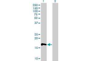 Western Blot analysis of RHOF expression in transfected 293T cell line by RHOF MaxPab polyclonal antibody. (RhoF anticorps  (AA 1-170))