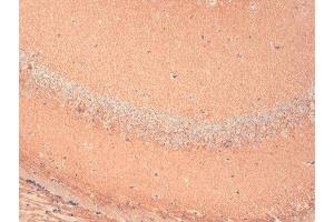 Immunohistochemistry analysis using Mouse Anti-HCN1 Monoclonal Antibody, Clone S70 (ABIN361763). (HCN1 anticorps  (AA 778-910))