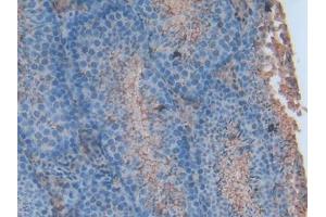 Used in DAB staining on fromalin fixed paraffin- embedded intestine tissue