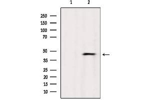 Western blot analysis of extracts from Mouse brain, using ABHD3 Antibody.