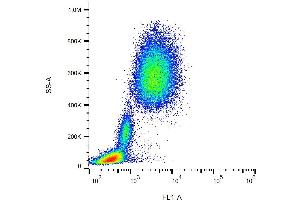 Surface staining of human peripheral blood with anti-human CD10 (MEM-78) FITC.