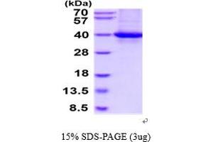 SDS-PAGE (SDS) image for Retinaldehyde Binding Protein 1 (RLBP1) (AA 1-317) protein (His tag) (ABIN5854660)