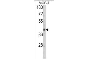 Western blot analysis of SERPINA9 Antibody in MCF-7 cell line lysates (35ug/lane) (SERPINA9 anticorps  (AA 194-222))