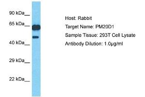 Host: Rabbit Target Name: PM20D1 Sample Type: 293T Whole Cell lysates Antibody Dilution: 1.