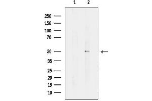 anti-TUBA3C/E (C-Term) antibody