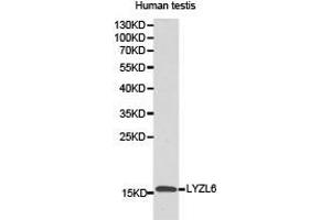 Western Blotting (WB) image for anti-Lysozyme-Like 6 (LYZL6) antibody (ABIN1873578) (LYZL6 anticorps)