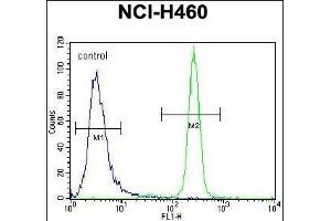 IL6 Antibody (Center) (ABIN656406 and ABIN2845700) flow cytometric analysis of NCI- cells (right histogram) compared to a negative control cell (left histogram).