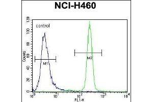 IL6 Antibody (Center) (ABIN656406 and ABIN2845700) flow cytometric analysis of NCI- cells (right histogram) compared to a negative control cell (left histogram). (IL-6 anticorps  (AA 27-55))