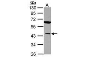 Image no. 1 for anti-Muscleblind-like Protein 1 (MBNL1) (AA 81-326) antibody (ABIN1499331) (MBNL1 anticorps  (AA 81-326))