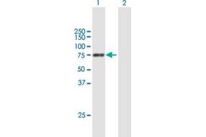 Western Blot analysis of PPEF1 expression in transfected 293T cell line by PPEF1 MaxPab polyclonal antibody.