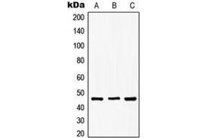 Western blot analysis of GSK3 beta (pS9) expression in MCF7 (A), NIH3T3 (B), PC12 (C) whole cell lysates. (GSK3 beta anticorps  (N-Term, pSer9))