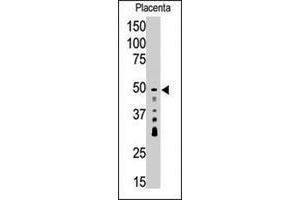 Western blot analysis of SIRT7 polyclonal antibody  in placenta tissue lysate (35 ug/lane).