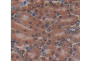 IHC-P analysis of Mouse Tissue, with DAB staining. (MTPN anticorps  (AA 2-118))