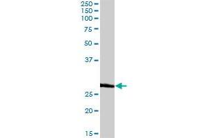 BCAP31 MaxPab rabbit polyclonal antibody.