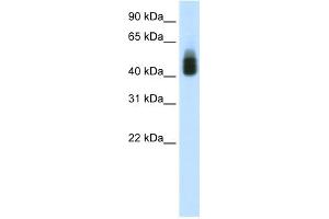 WB Suggested Anti-SOX3 Antibody Titration:  1. (SOX3 anticorps  (C-Term))