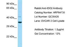 Western Blotting (WB) image for anti-Indoleamine 2,3-Dioxygenase 2 (IDO2) (N-Term) antibody (ABIN2789941) (IDO2 anticorps  (N-Term))