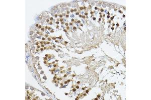 Immunohistochemistry of paraffin-embedded rat testis using PRDM14 Rabbit pAb (ABIN6128496, ABIN6146133, ABIN6146136 and ABIN6221189) at dilution of 1:100 (40x lens). (PRDM14 anticorps  (AA 1-571))