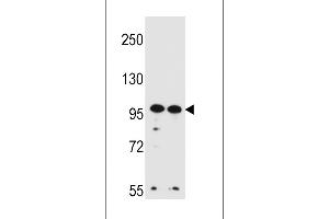Western blot analysis in Hela,K562 cell line lysates (35ug/lane). (WDR3 anticorps  (N-Term))