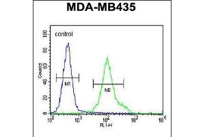 Flow cytometric analysis of MDA-MB435 cells (right histogram) compared to a negative control cell (left histogram). (ZNF605 anticorps  (N-Term))