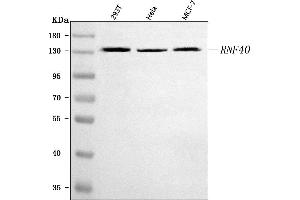 Western blot analysis of RNF40 using anti-RNF40 antibody (ABIN7602723).
