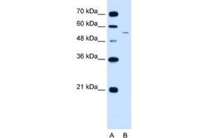 Western Blotting (WB) image for anti-LOC728227 (LOC728227) antibody (ABIN2462911) (LOC728227 anticorps)