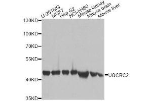 Western blot analysis of extracts of various cell lines, using UQCRC2 antibody. (UQCRC2 anticorps  (AA 224-453))
