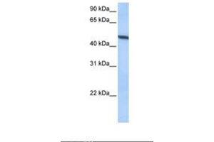 Image no. 1 for anti-ADAM Metallopeptidase Domain 33 (ADAM33) (AA 295-344) antibody (ABIN6738645)