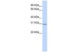 YIF1B antibody used at 1 ug/ml to detect target protein.