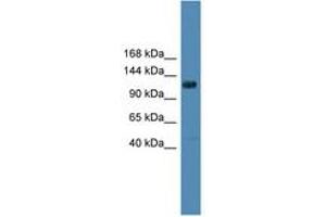 Image no. 1 for anti-Diacylglycerol Kinase, theta 110kDa (DGKQ) (AA 751-800) antibody (ABIN6746334) (DGKQ anticorps  (AA 751-800))