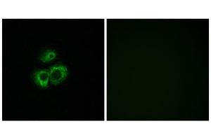 Immunofluorescence analysis of MCF-7 cells, using OR52D1 antibody. (OR52D1 anticorps  (C-Term))
