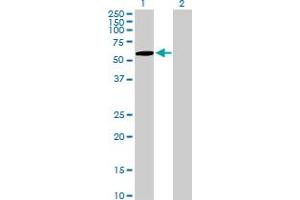 Western Blot analysis of ZNF157 expression in transfected 293T cell line by ZNF157 MaxPab polyclonal antibody.