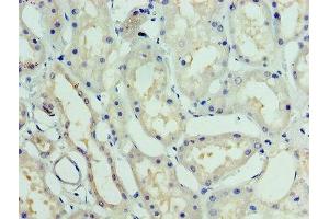 Immunohistochemistry of paraffin-embedded human kidney tissue using ABIN7153807 at dilution of 1:100 (GTF2H5 anticorps  (AA 1-71))