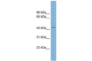 WB Suggested Anti-LRRC23 Antibody Titration: 0.