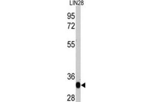 Western Blotting (WB) image for anti-Lin-28 Homolog A (C. Elegans) (LIN28A) antibody (ABIN2995304) (LIN28A anticorps)