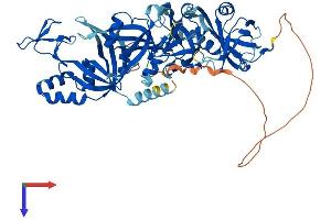 AlphaFold protein structure predicition of Human Recombinant RPA1 Protein, UniprotID P27694
