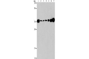 Western Blotting (WB) image for anti-V-Crk Sarcoma Virus CT10 Oncogene Homolog (Avian)-Like (CRKL) antibody (ABIN2434506)