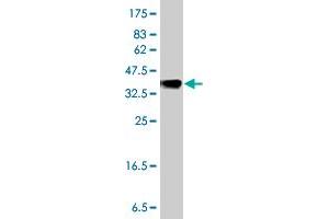 Western Blot detection against Immunogen (36.