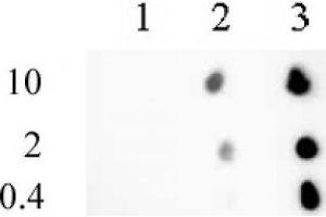 Histone H3 trimethyl Lys9 mAb (Clone 2AG-6F12-H4) tested by dot blot analysis. (Histone 3 anticorps  (H3K9me3))