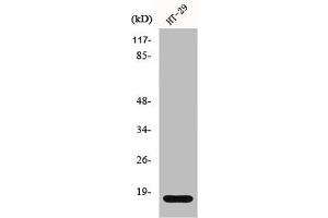 Western Blot analysis of HT29 cells using Histone H2B Polyclonal Antibody (HIST1H2BH anticorps  (N-Term))