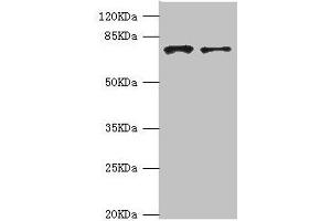 Western blot All lanes: GBE1 antibody at 3. (GBE1 anticorps  (AA 1-300))