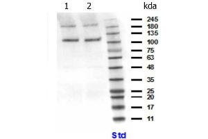 Western Blot of Rabbit anti-PIK3CB antibody.
