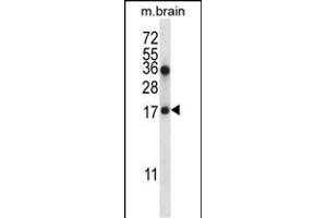 COPZ1 Antibody (N-term) (ABIN657051 and ABIN2846218) western blot analysis in mouse brain tissue lysates (35 μg/lane). (COPZ1 anticorps  (N-Term))