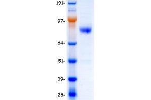 Validation with Western Blot